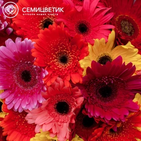 Букет из 25 гербер микс в розовой пленке