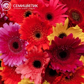 Букет из 25 гербер микс в розовой пленке