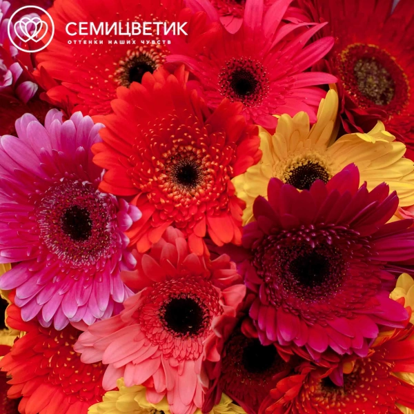 Букет из 25 гербер микс в розовой пленке