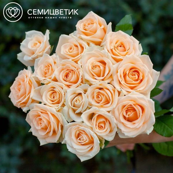 Траурный букет из 16 кремовых роз 50 см (Россия)