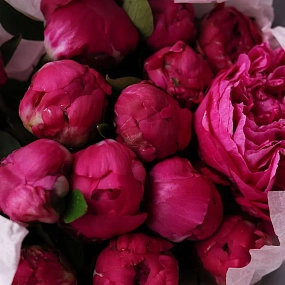 Букет из 15 ярко-розовых пионов Red Sarah Bernhardt Premium в розовой упаковке