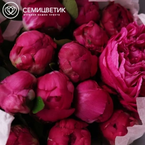 Букет из 15 ярко-розовых пионов Red Sarah Bernhardt Standart Plus в розовой упаковке