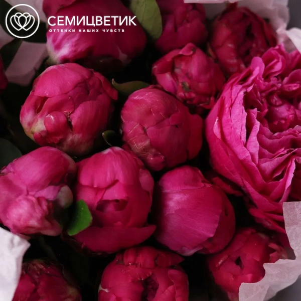 Букет из 15 ярко-розовых пионов Red Sarah Bernhardt Standart Plus в розовой упаковке