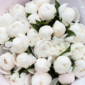 Букет из 25 нежно-розовых пионов Standart в голубой пленке