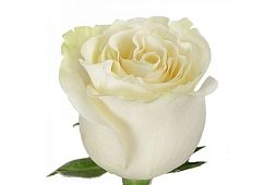 Роза (Эквадор) Alba 50 см Белая поштучно
