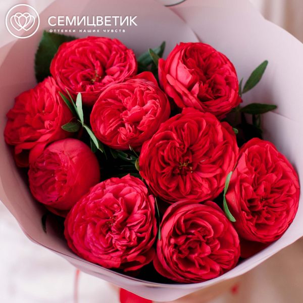 Букет из 9 красных пионовидных роз Red Piano 40 см с фисташкой в розовой пленке