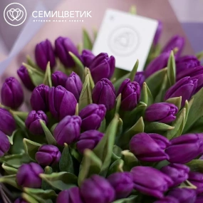 Букет из 51 фиолетового тюльпана в сиреневой пленке