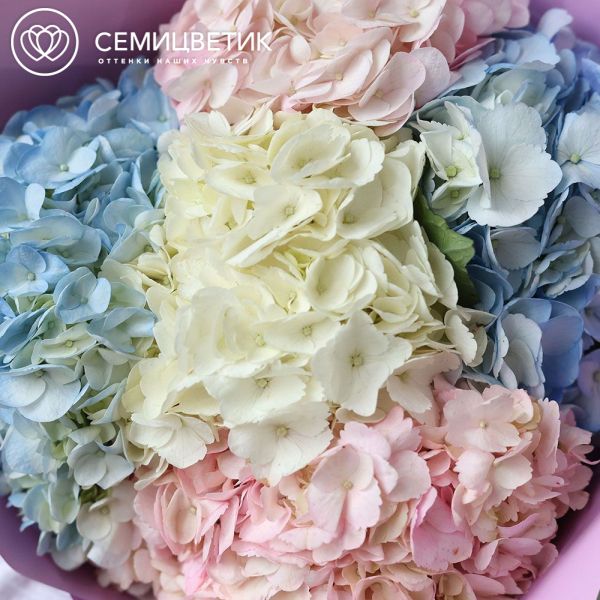 Букет из 5 гортензий нежный микс в сиреневой пленке