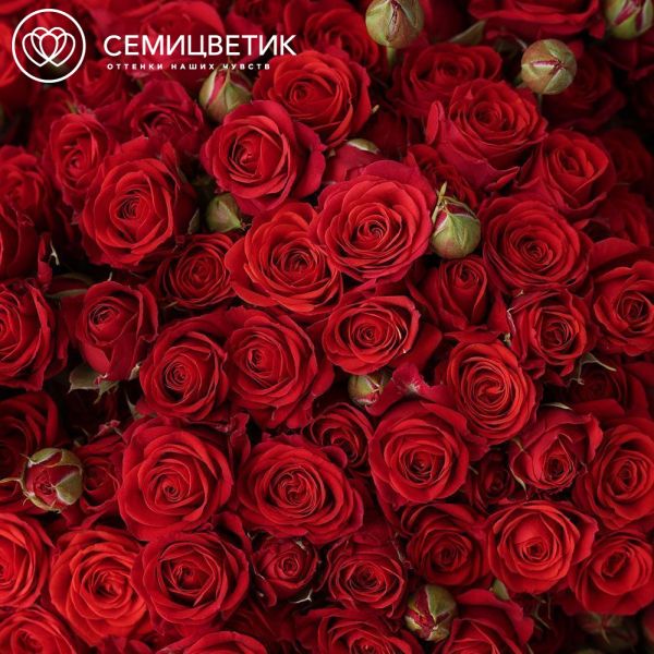 Букет из 101 красной кустовой розы 40-50 см (Россия)