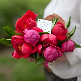 Букет из 7 пионов Old Faithful и Coral Sunset Standart в упаковке