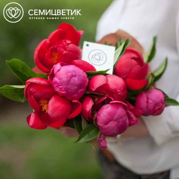 Букет из 7 пионов Old Faithful и Coral Sunset Standart в упаковке