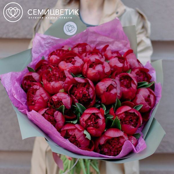 Букет из 25 бордовых пионов Premium в зеленой пленке