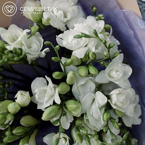 Букет из 25 белых фрезий