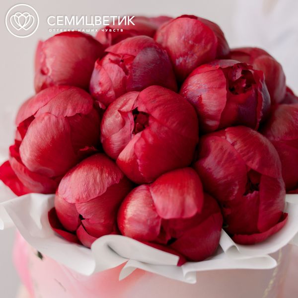 Букет в розовой шляпной коробке Amour Mini из 21 бордового пиона Standart Plus