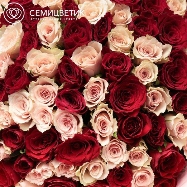 Букет из 101 красной и нежно-розовой розы 30 см (Кения) в розовой пленке