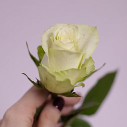 Роза (Кения) 40 см Бело-фисташковая поштучно