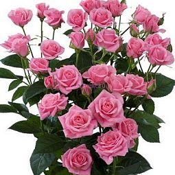 Роза кустовая (Кения) 40 см Розовая поштучно