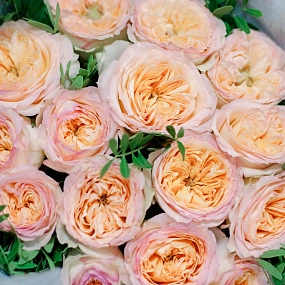 Букет из 15 персиковых пионовидных роз Flash Back 40 см с фисташкой в розовой пленке