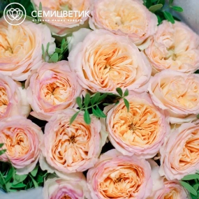 Букет из 15 персиковых пионовидных роз Flash Back 40 см с фисташкой в розовой пленке