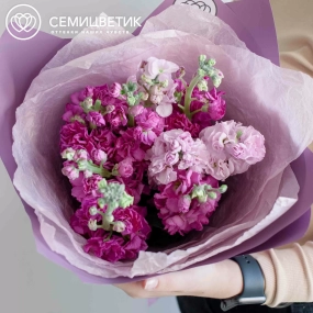 Букет из 9 сиреневых и розовых махровых маттиол в розовой пленке