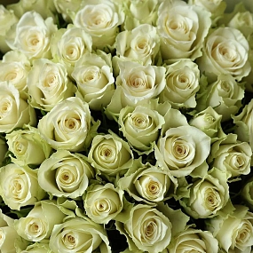 Букет из 51 белой розы 35-40 см (Кения) в оливковой пленке