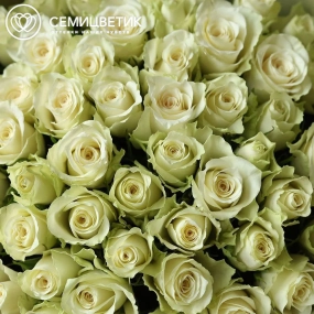 Букет из 51 белой розы 35-40 см (Кения) в оливковой пленке