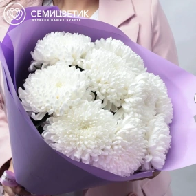 Букет из 9 одноголовых белых хризантем в розовой пленке