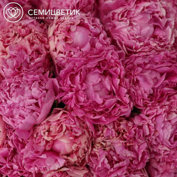 Букет из 51 розового пиона Bernadette Premium