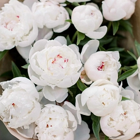 Букет из 15 нежно-розовых пионов Standart в кремовой пленке