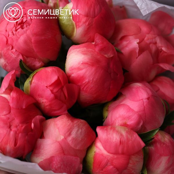 Букет из 11 коралловых пионов Coral Sunset Premium