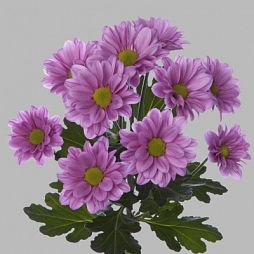Хризантема кустовая фиолетовая поштучно