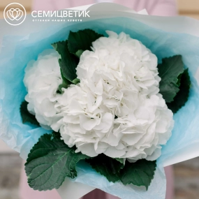 Букет из 5 белых гортензий в белой пленке