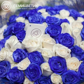 Букет из 71 белой и синей розы 60 см (Эквадор) в упаковке
