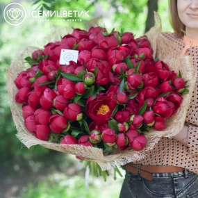 Букет из 101 бордового пиона Premium в упаковке