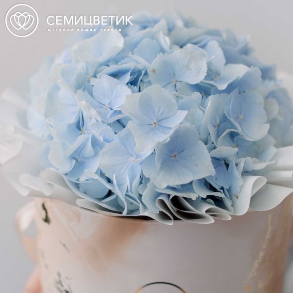 Букет в бежевой шляпной коробке Amour Mini из 3 голубых гортензий