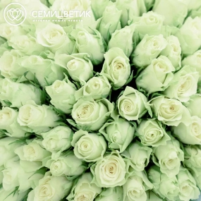 Букет из 151 белой розы 40 см (Кения) в голубой пленке