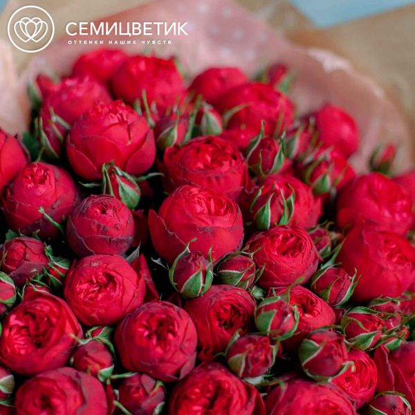 Букет из 51 красной кустовой пионовидной розы Red Piano 40 см