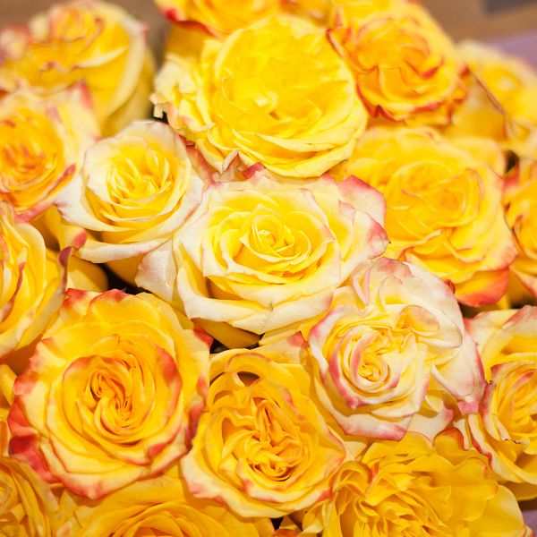 Букет из 11 желтых роз High Yellow Magic 50 см (Эквадор) 