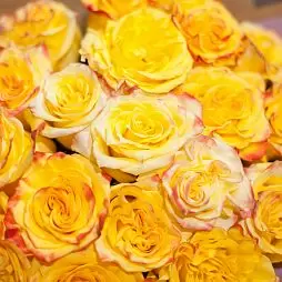 Букет из 11 желтых роз High Yellow Magic 50 см (Эквадор)