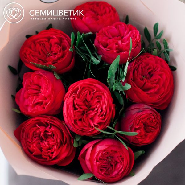 Букет из 9 красных пионовидных роз Red Piano 40 см с фисташкой в кремовой пленке