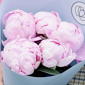 Букет из 5 розовых пионов Premium в голубой пленке