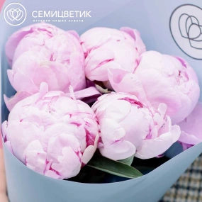 Букет из 5 розовых пионов Premium в голубой пленке