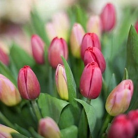 Букет из 51 красного и розового тюльпана 40 см в бордовой пленке