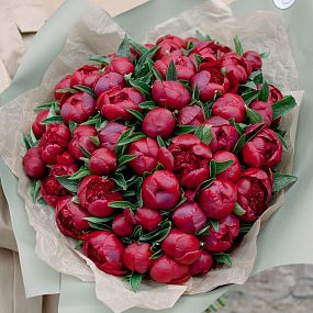 Большой букет  из 51 бордового пиона Standart Plus