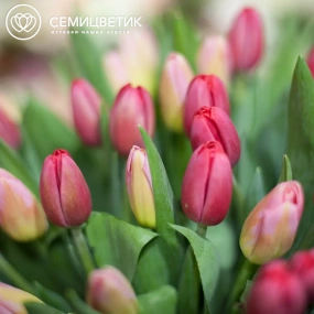 Букет из 51 красного и розового тюльпана 40 см в бордовой пленке