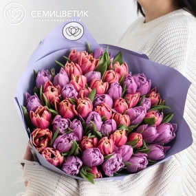 Букет из 51 розового и сиреневого пионовидного тюльпана