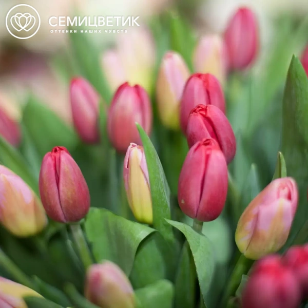 Букет из 51 красного и розового тюльпана 40 см в бордовой пленке