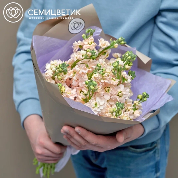 Букет из 15 кремовых махровых маттиол в кремовой пленке