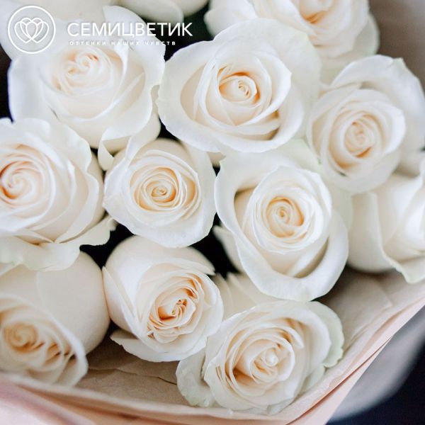Букет из 15 белых роз Vendela 80 см (Эквадор) в кремовой пленке