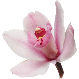Орхидея Цимбидиум Микс Колокольчик поштучно